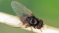 vrtalka Melanagromyza pubescens
